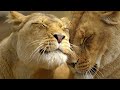 Africa&#39;s most Fearsome Hunters - Lion Pride Documentary HD