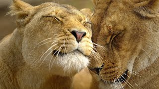 Africa's most Fearsome Hunters - Lion Pride Documentary HD by WildLife Tales 196,523 views 3 years ago 47 minutes