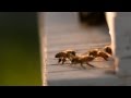 Dance of the Honey Bee