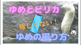 ゆめとピリカ　ゆめの撮り方　旭山動物園【Polar bear baby movie】