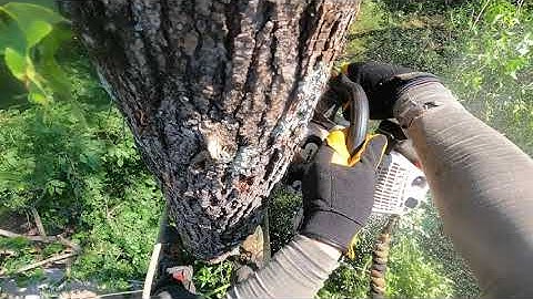 Part 8: The Petzl Zigzag Setup |Tree Climbing Minimalism [Read the commentsection]