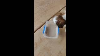 Introducing Milo the Shih Tzu