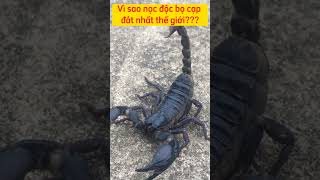 Vì Sao 1 Lít Nọc Độc Bọ Cạp Tử Thần Có Giá Đến 239 Tỷ Đồng ?