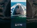 غواصة يوم القيامة الروسية الأقوى في العالم روسيا غواصة اسلحة Foryou Fyp Viral 