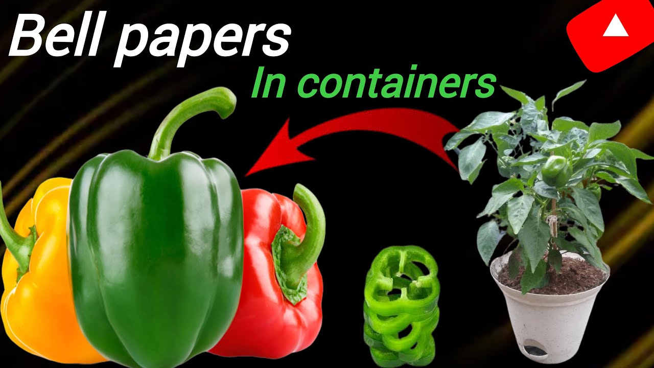 Tips to grow bell peppers in containers / how to grow bell peppers from