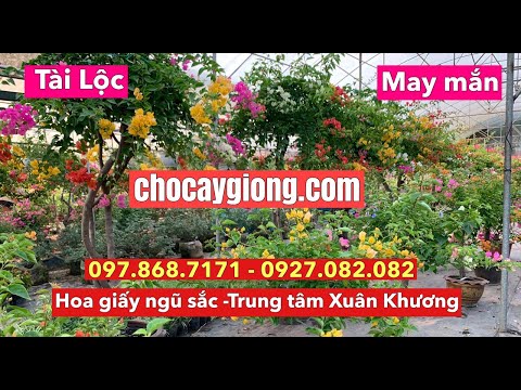 Hoa Giấy Ngũ Sắc Xuân Khương - 097.868.7171 - 0927.082.082