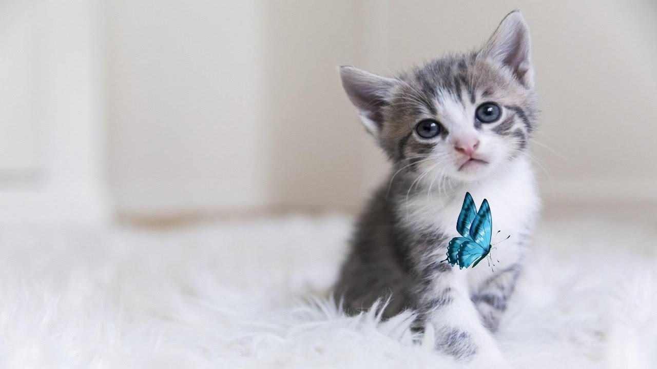 J Adore Le Battement D Aile Du Papillon Sur Le Museau Du Chat Youtube