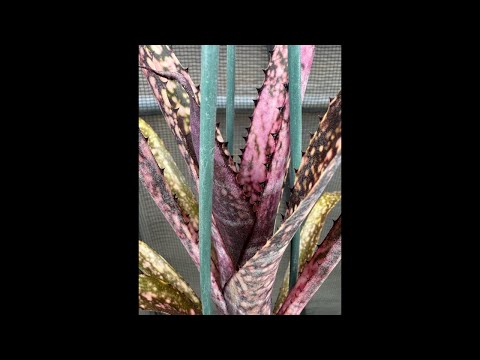 確認用　リンダリンダ＆ホシユキ&プラグ苗12種12苗 今日もプラグ苗を作る - YouTube