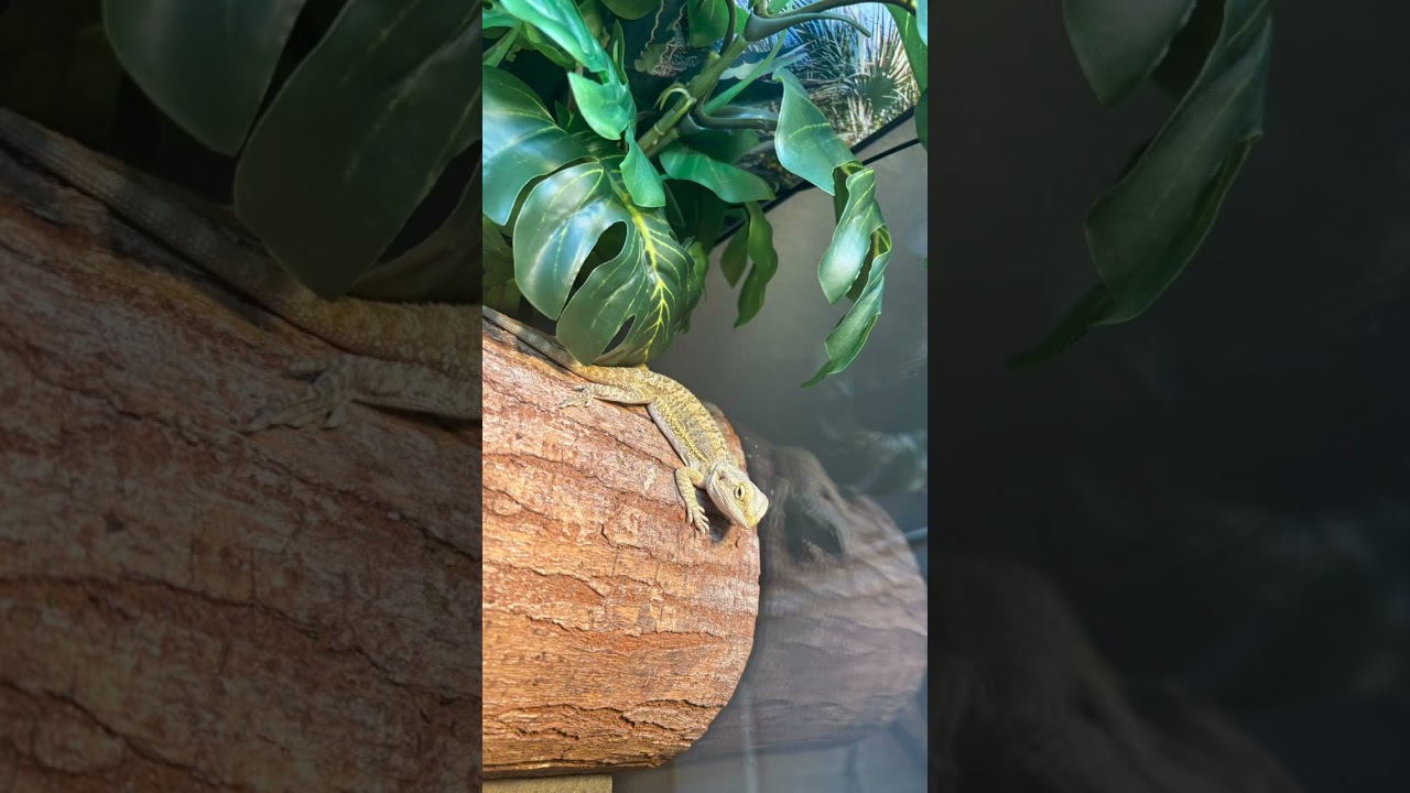 My baby bearded dragon 