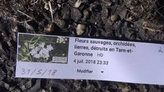 Serapias Vomeracea En Tarn-Et-Garonne
