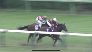 ゲームのような直線一気をやってしまうグランアレグリアさん screenshot 3