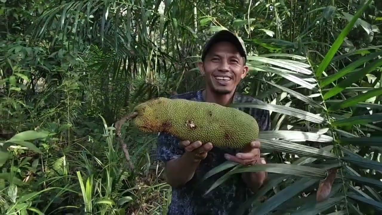 Kebun durian suku dayak dikalbar  dan kolam ikan koi 