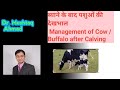 ब्याने के बाद पशुओं की देखभाल management of Cow/Buffalo after Calving