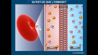 Tout savoir et comprendre sur l'osmose?