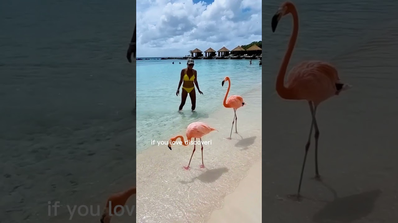 Flamingos Bend Their Necks in Mysterious Resting Positions