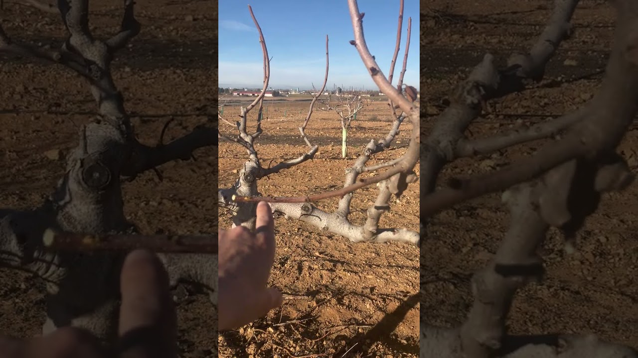 Terminando casi de podar 🌳( y como siempre, se acaba la batería)😩😩🌳🌳