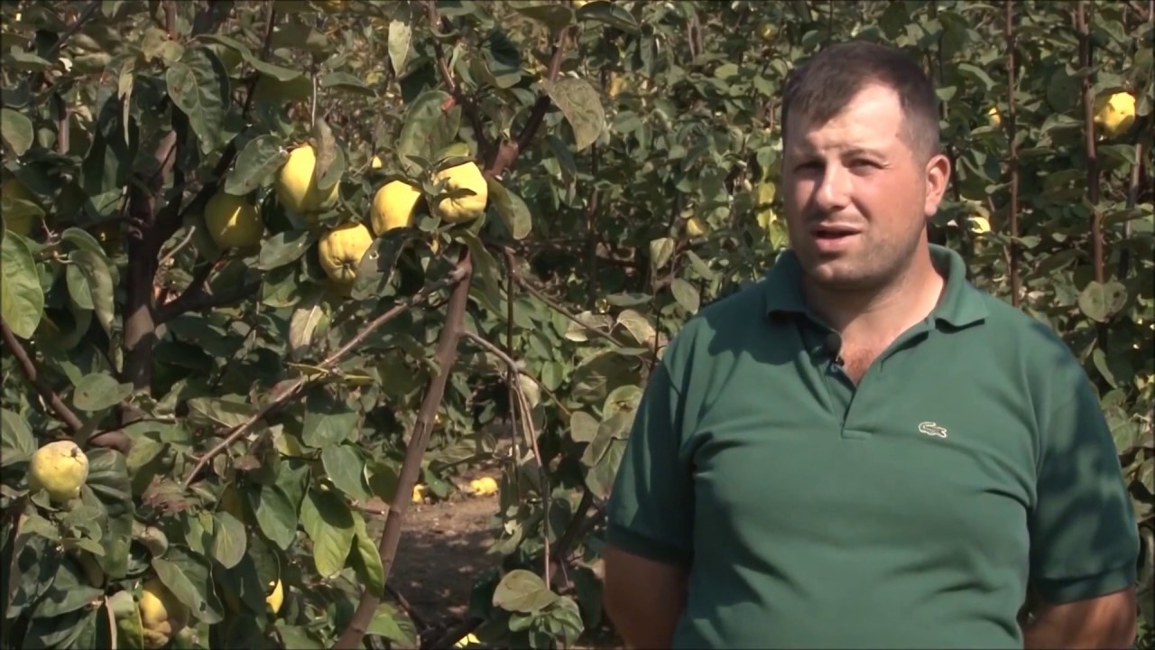 Berba dunje HEMUS *Rasadnik MILOJEVIĆ*