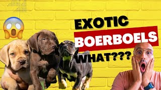 Exotic Boerboels, whats the deal with them? ( Live Examples INSIDE)