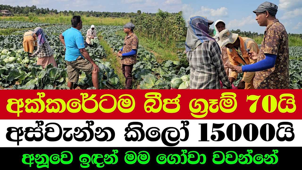 15,000 KG Harvest from Just 70g Seeds | One of the Best Crops Ever