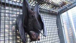 Frightened Batty Karl Gives Me A Piece Of His Mind screenshot 3