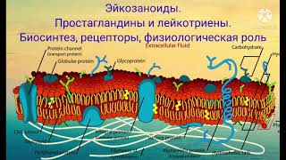 Эйкозаноиды (Лейкотриены и простагландины). Биосинтез, рецепторы и физиологическая роль