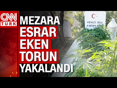 Dedesinin mezarına uyuşturucu kenevir eken torun!