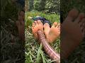 Bushcraft skills #bushcraft #survival #camping #outdoors #forest #shorts #funny