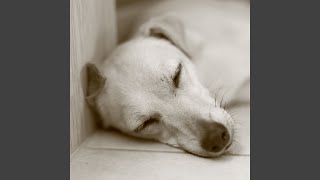 Harmonic Echoes Lull Doggy