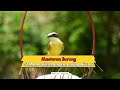Masteran burung tembakan unik. Paling di cari #masteranburung #kicaumania