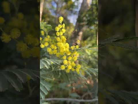 🌼 Весна -- цветение мимозы