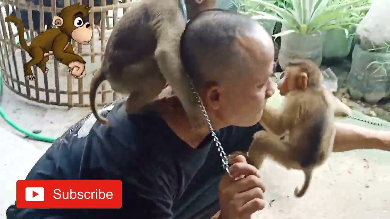 monyet lama nggak ketemu malah ngajak berantem