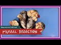 Mussel Anatomy and Ecology Quiz