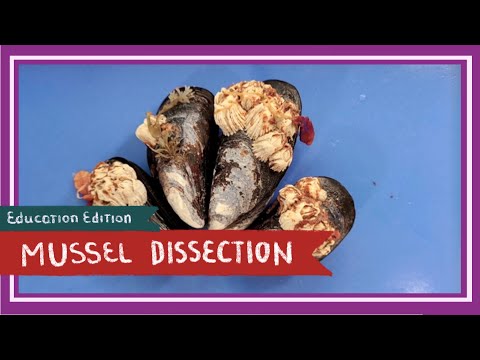 Mussel (& Barnacle) Dissection || Of the Crow-Blue Mussel Shells [EDU]