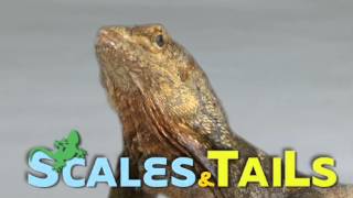 Scales and Tails over animal h264