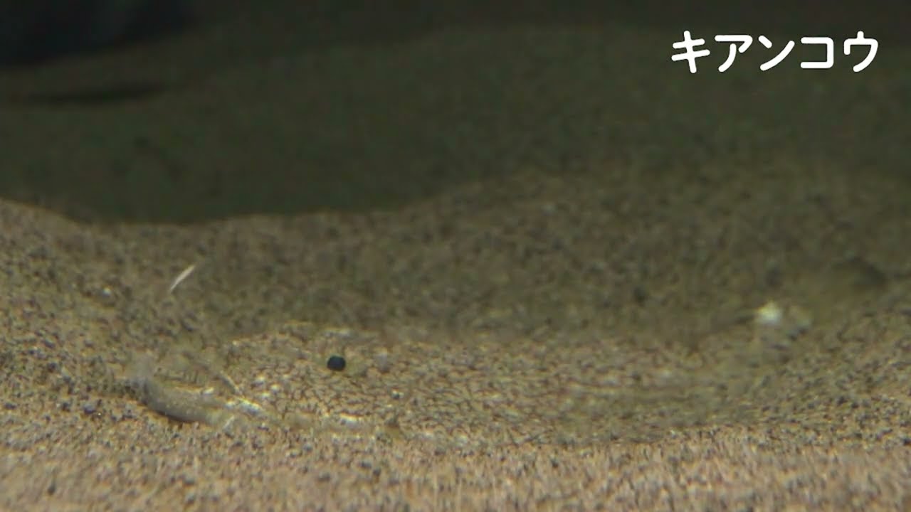 きあんこう（キアンコウ） ＃うみのかくれんぼ ＃どこにかくれている