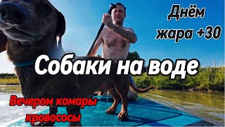 ⭕🍒❤ Днём знойная жара! \\\ Ночью комары кровопийцы ❌⭕❌