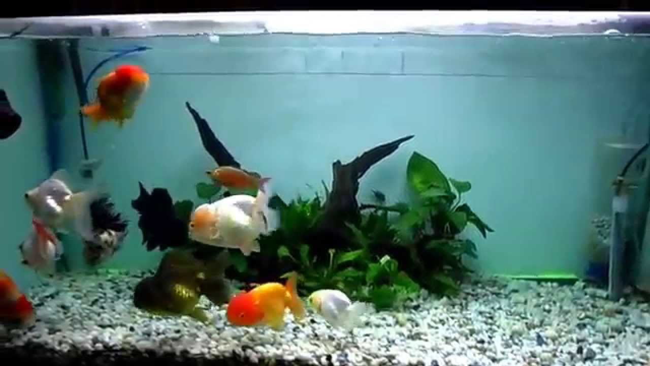 Goldfish aquarium tank YouTube