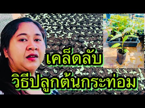 เคล็ดลับ วิธีปลูกต้นกระท่อม