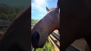 Feel Like A Ringmaster