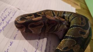 Krmení krajty královské 4K - 2