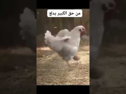 من حق الكبير يدلع