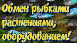 Обмен, продажа аквариумных рыбок, растений, оборудования, декораций! Ваши пожелания и предложения! Обмен, продажа аквариумных рыбок, растений, оборудования, декораций! Ваши пожелания и предложения!