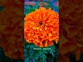 #Flower