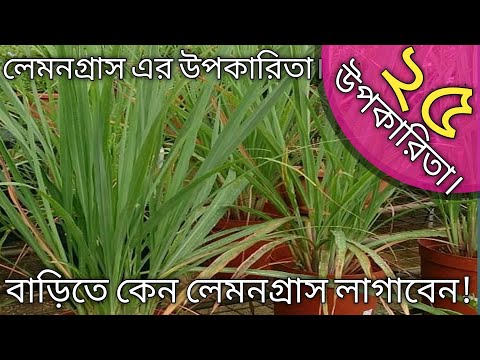 বাড়িতে লেমনগ্রাস কেন লাগাবেন।| লেমনগ্রাস এর উপকারিতা।| লেমনগ্রাস।