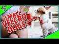 Top 10 Small Velcro Dog Breeds - 10 Affectionate Small Dogs   - TopTenz