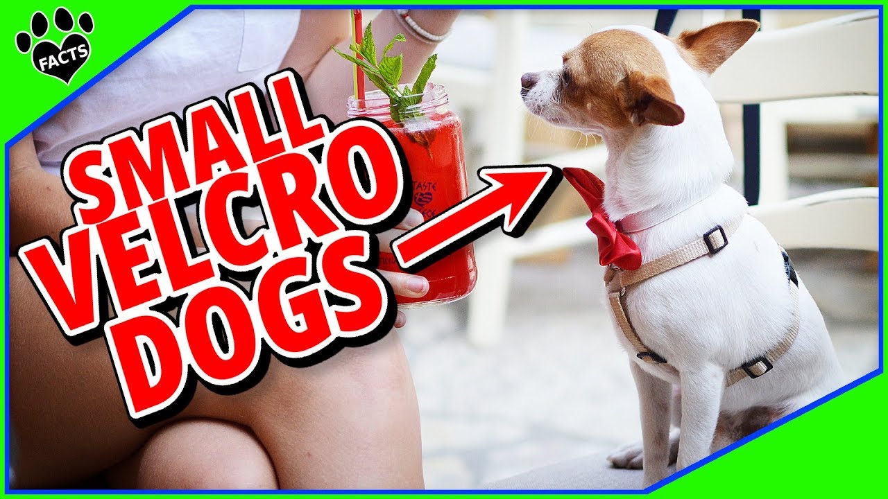 10 Loyal Small Velcro Breeds: Your Constant Companions YouTube