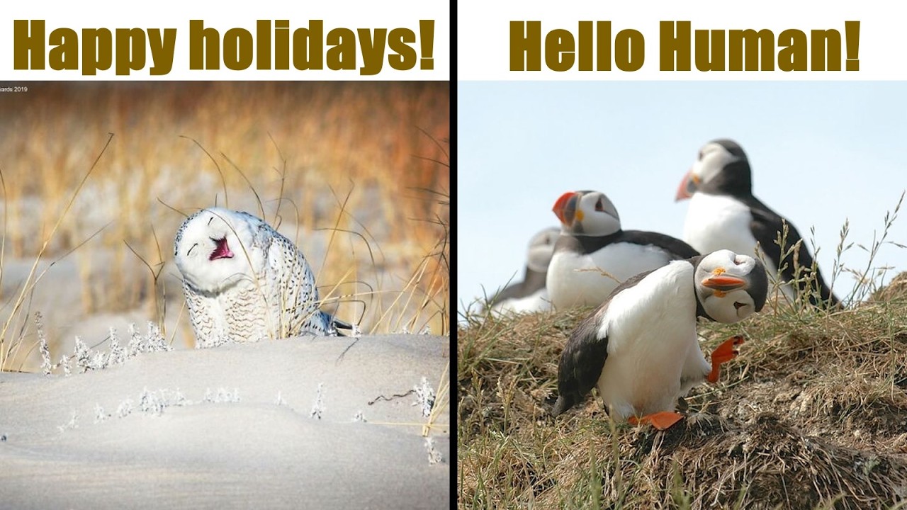 Funny Animals Of Comedy Wildlife Photography Awards(Part 3)