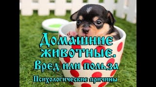 Домашние животные ВРЕД или ПОЛЬЗА. Психологические причины ,по которым мы заводим питомцев Домашние животные ВРЕД или ПОЛЬЗА. Психологические причины ,по которым мы заводим питомцев