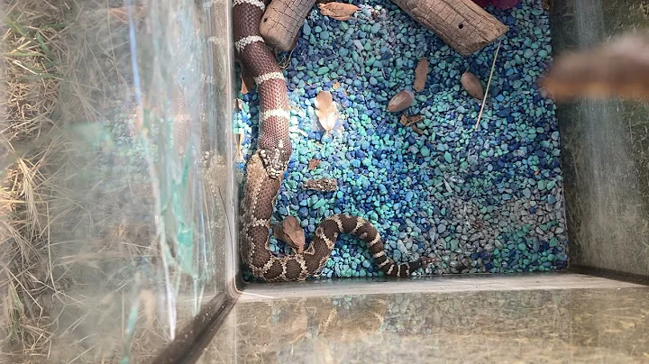 Rattle Snake vs California King Snake(how did the rattlesnake get swallowed,  spit out and survive?)