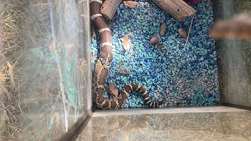 Rattle Snake vs California King Snake(how did the rattlesnake get swallowed,  spit out and survive?)